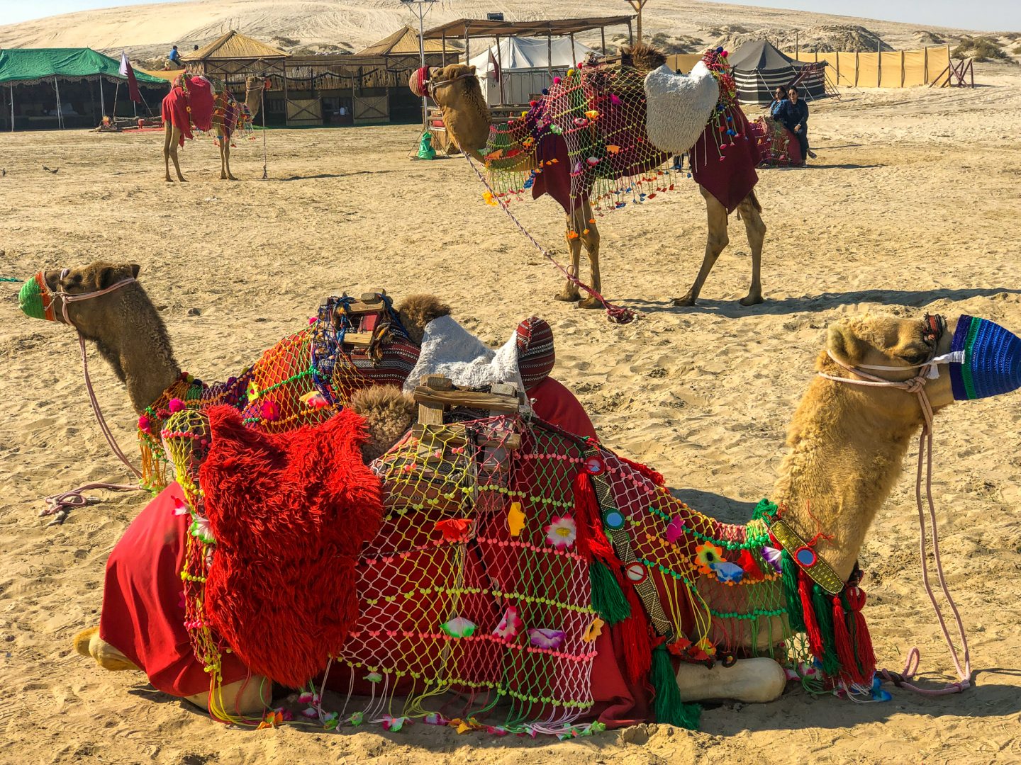 Camels Qatar 2019